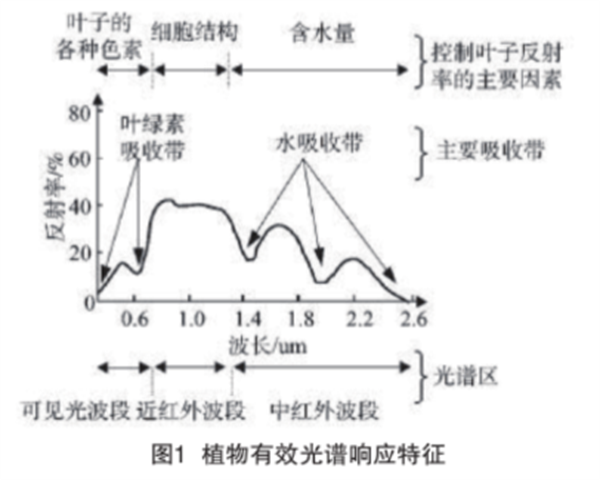 高光譜與多光譜數據融合在植被水域分類與生態保護中的應用